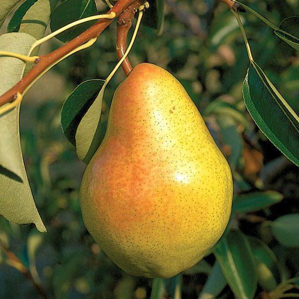 Прибалтийская масленичная(летний)