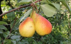 Северянка Краснощекая(летний)