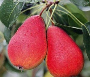 Ника (колоновидная) осенняя