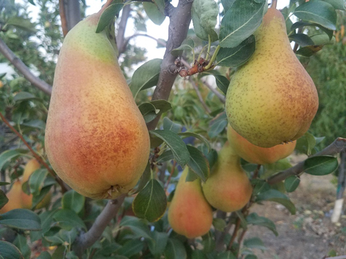 Аббат Фетель(осенний)